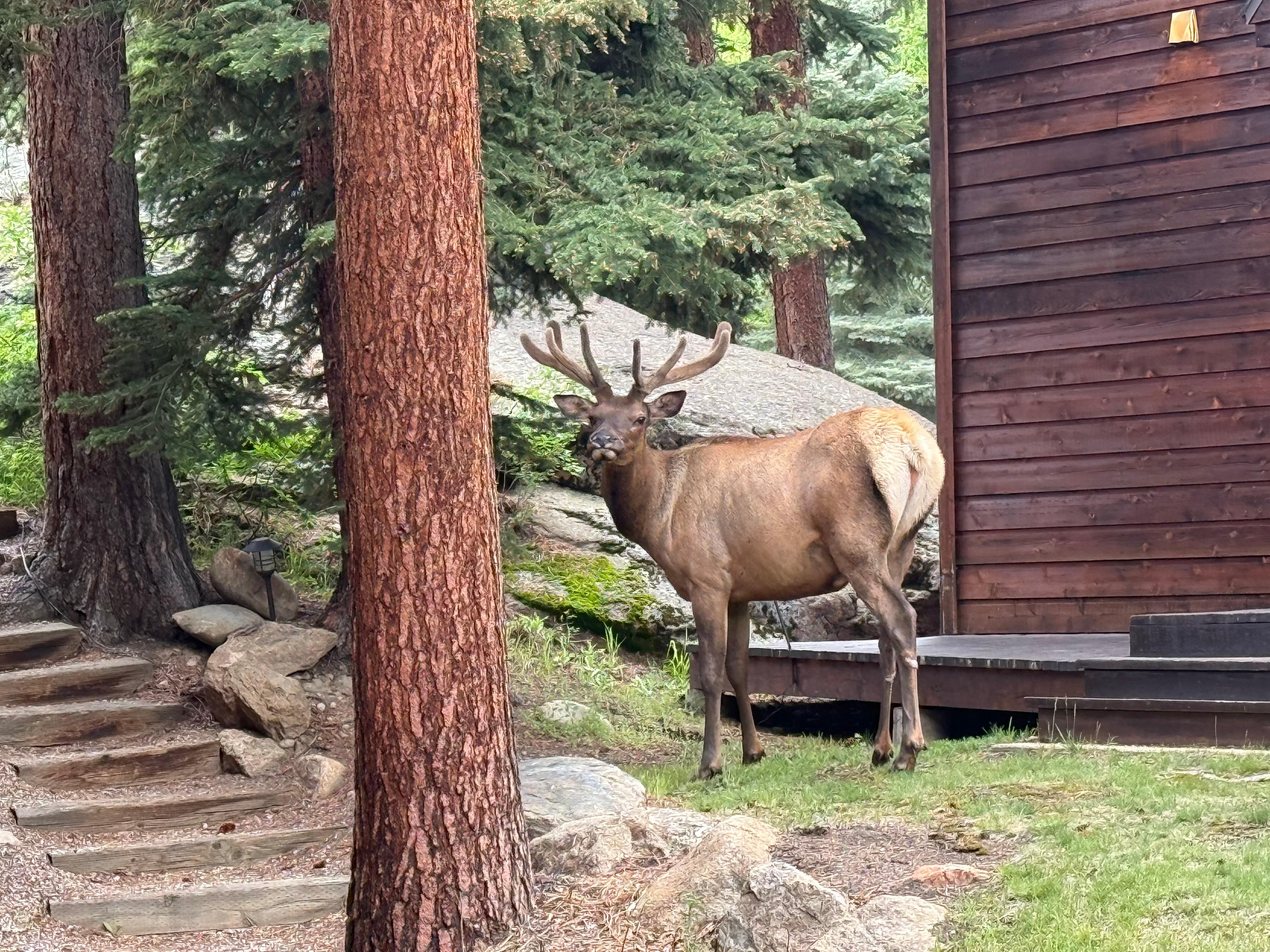Elk visiting.