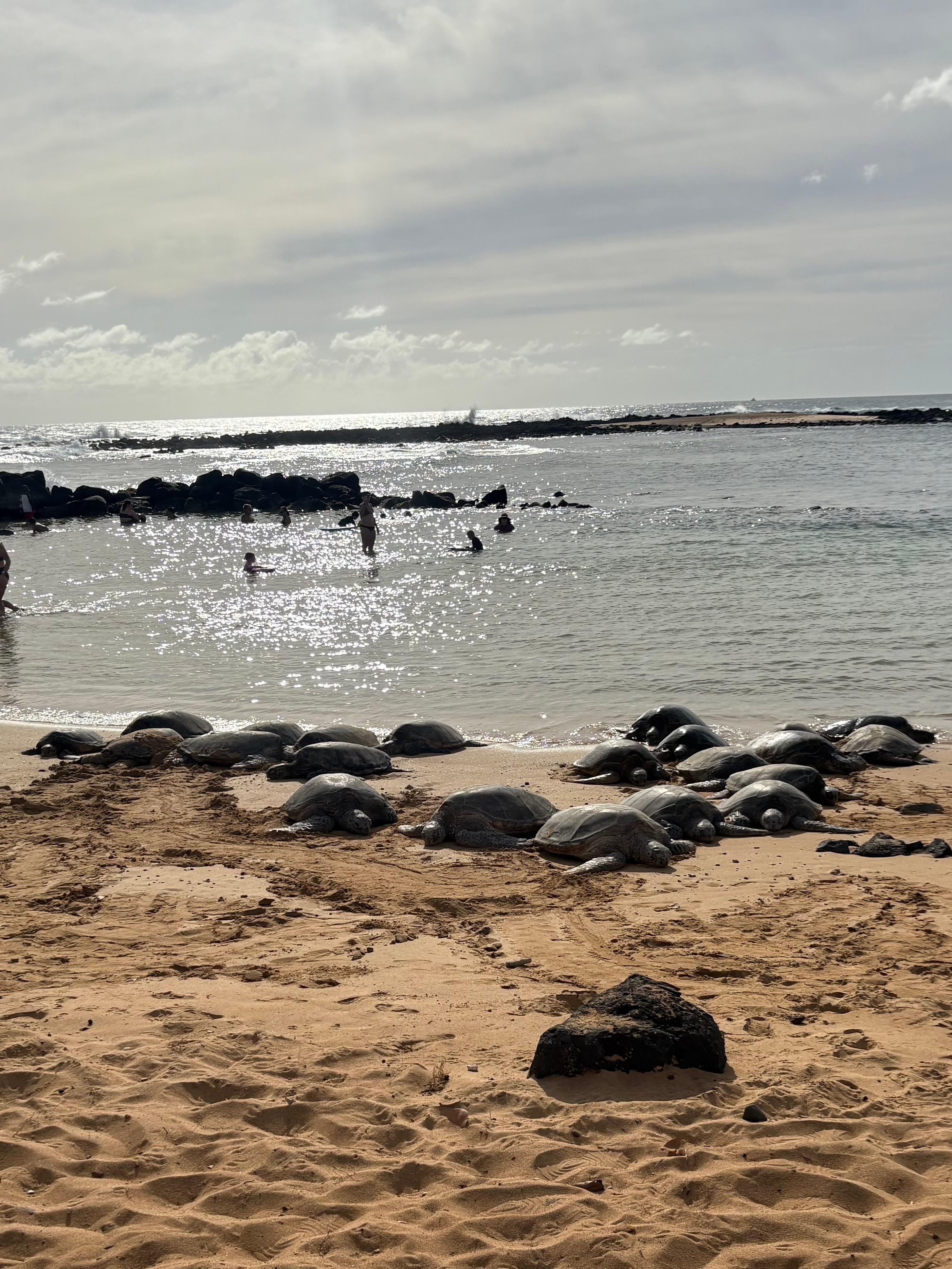 Turtles on Poipu beach