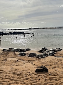 Turtles on Poipu beach