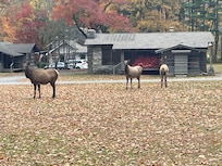 Elk.