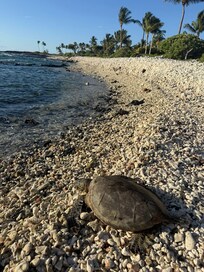 Turtles up close and personal every day
