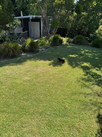 Backyard from the back deck