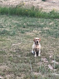 Maxine looking for deer.