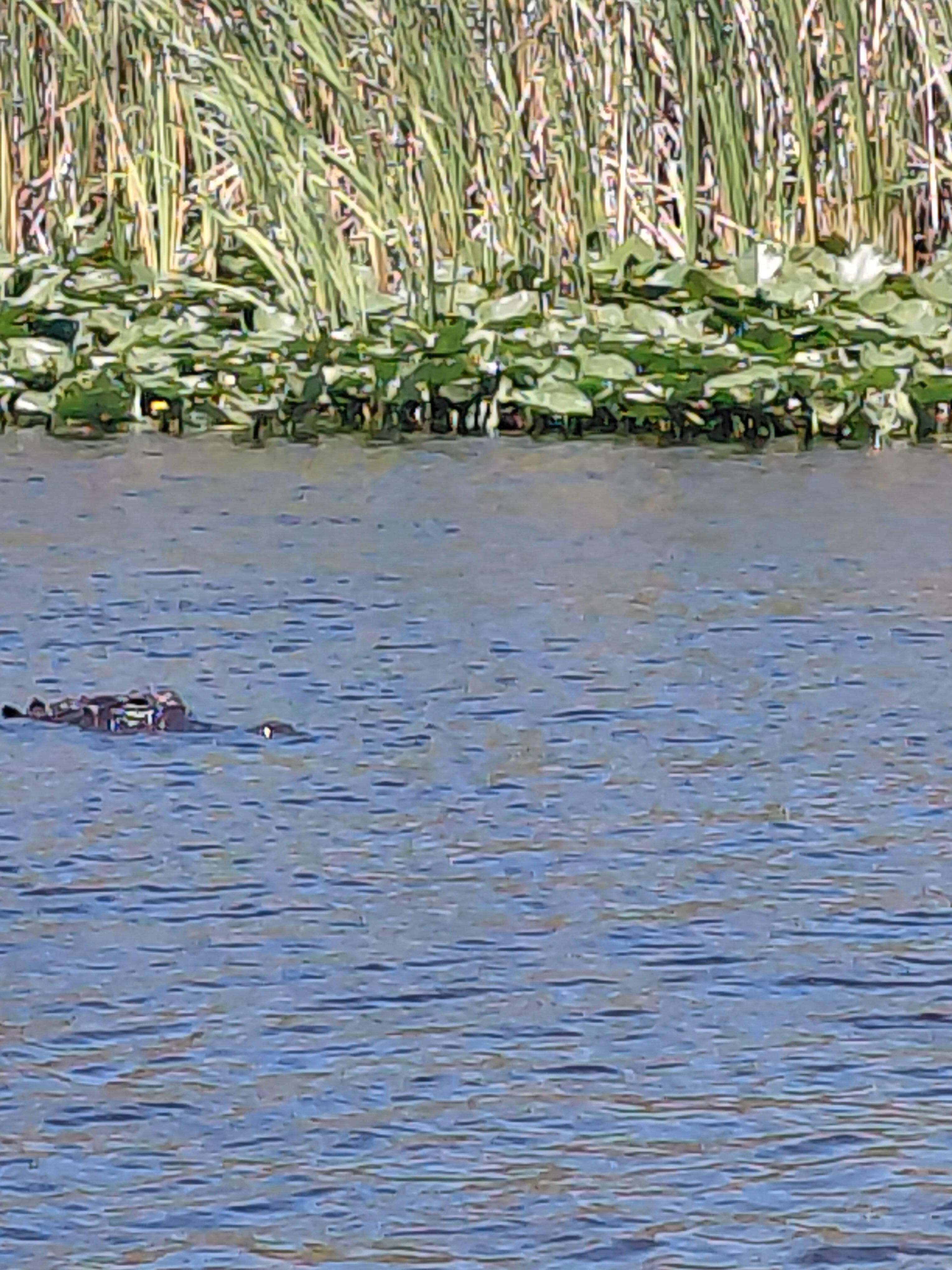 Saw alligator on our Everglades trip