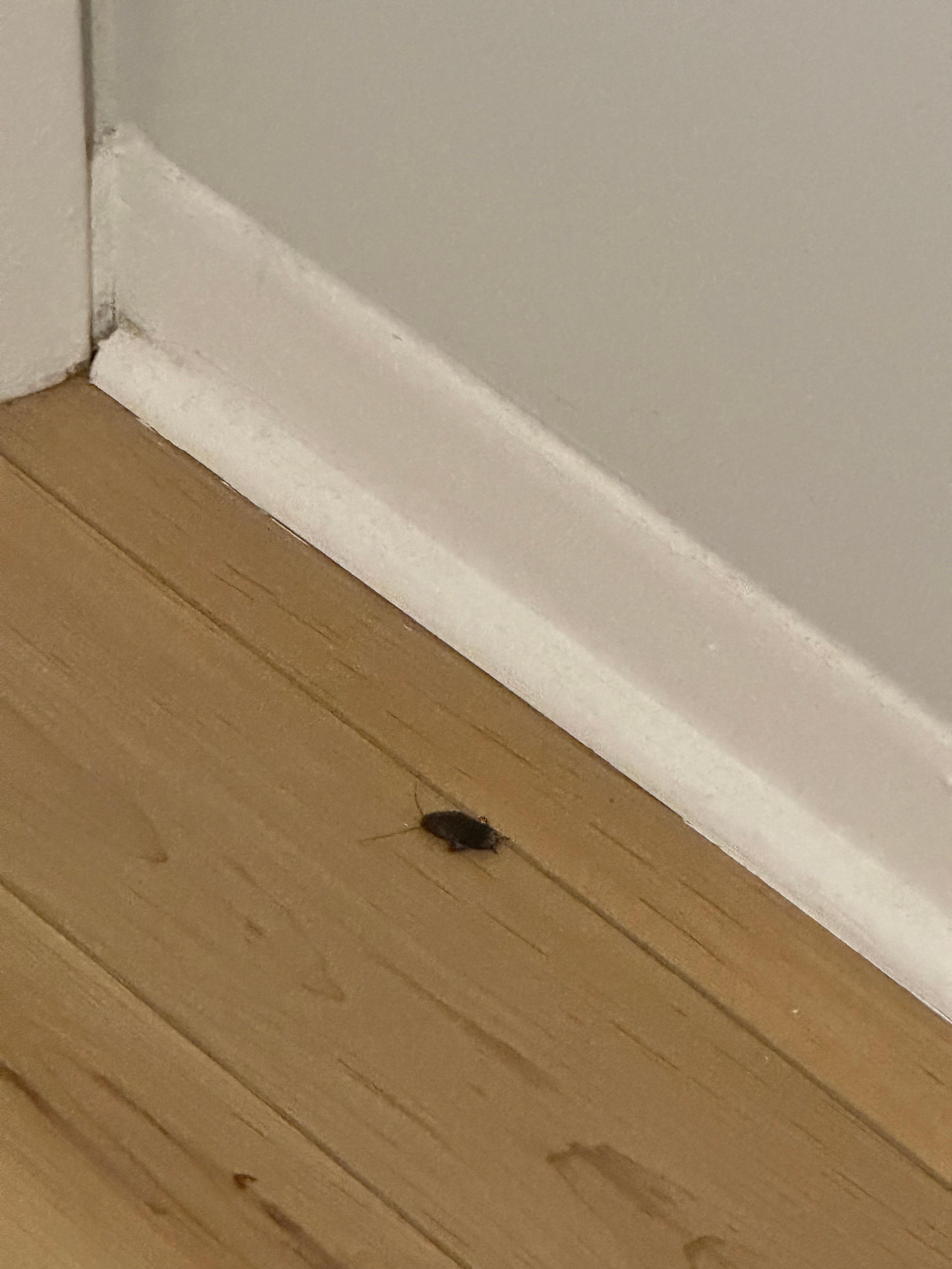 Roach in the bedroom 