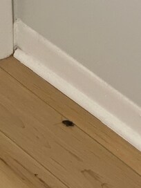 Roach in the bedroom