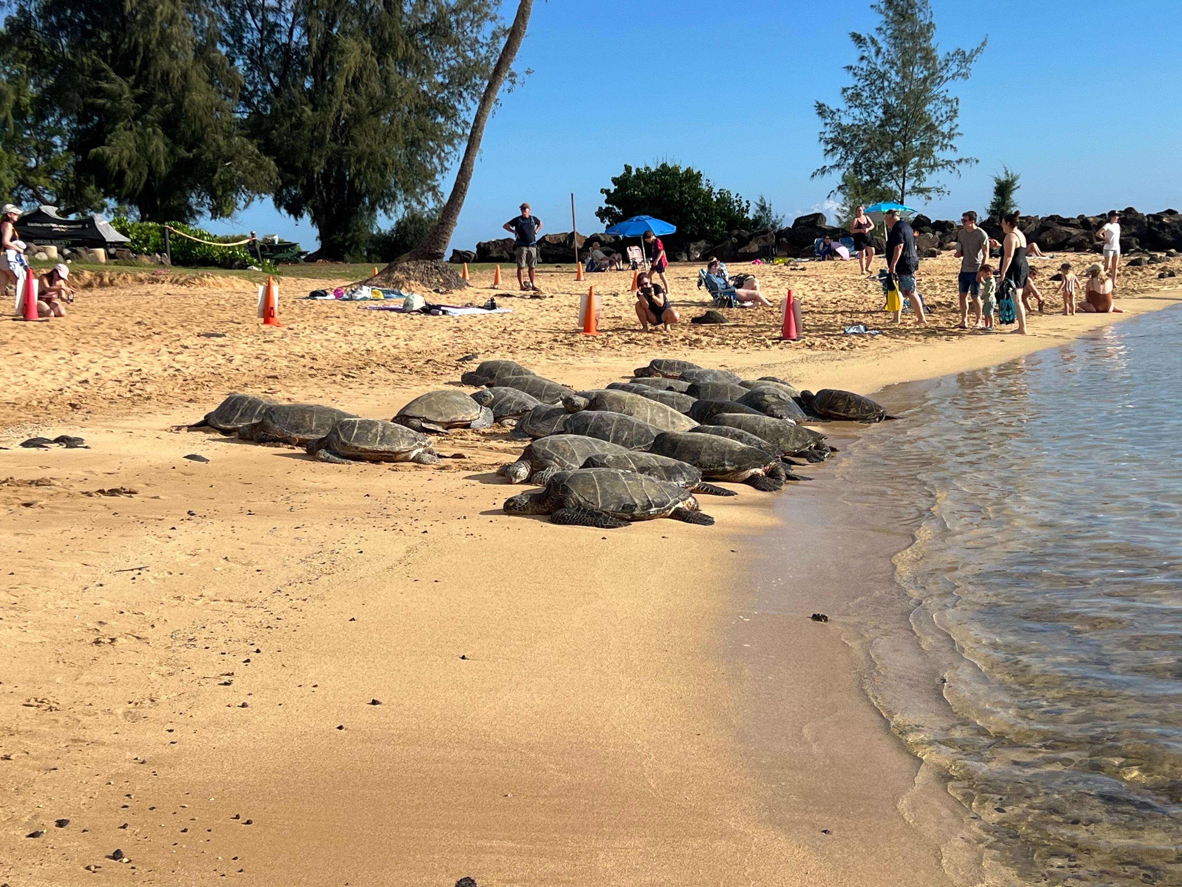 Turtles at Poipu beach 