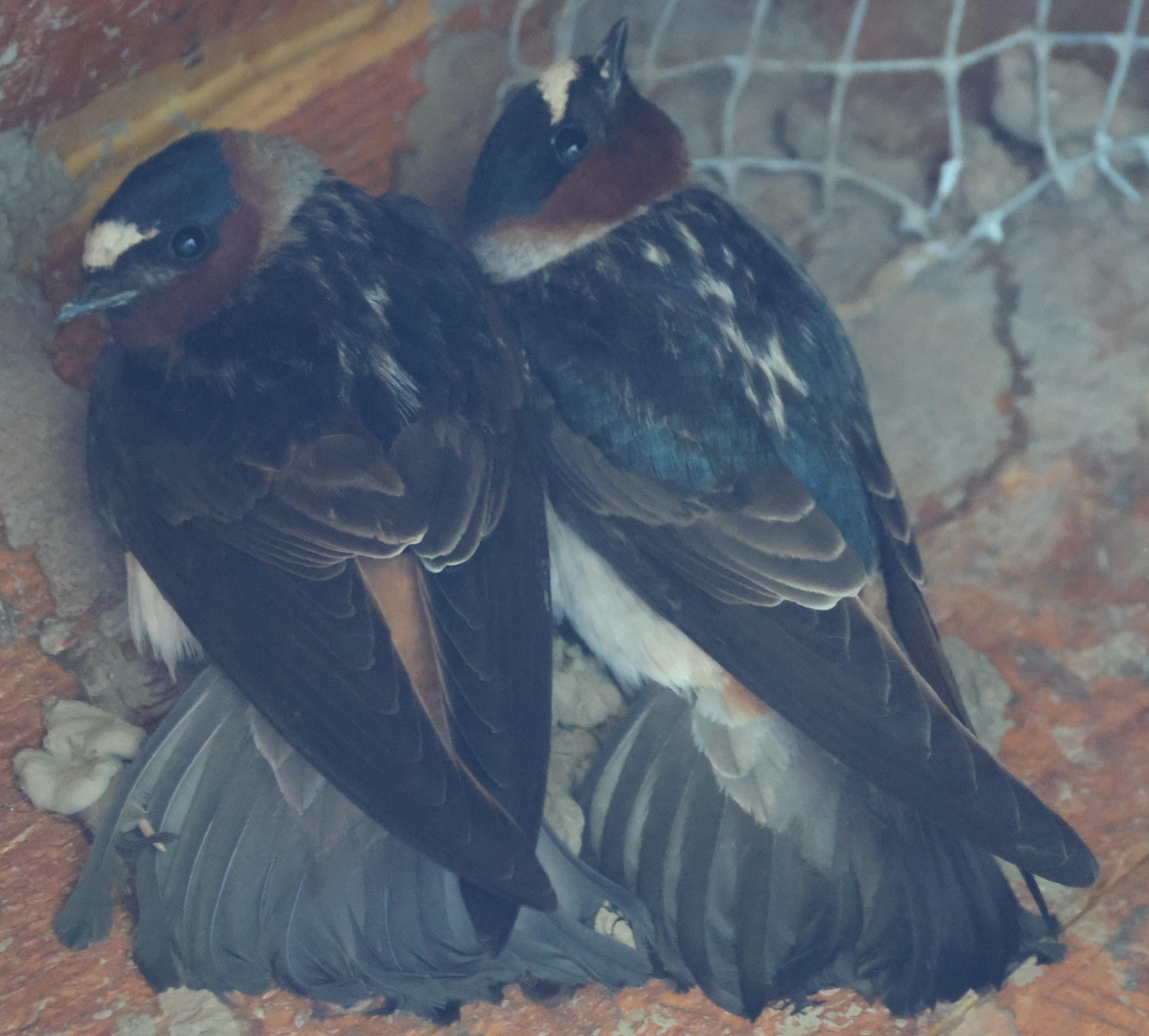 Cliff Swallows
