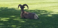 Bighorn ewe in park