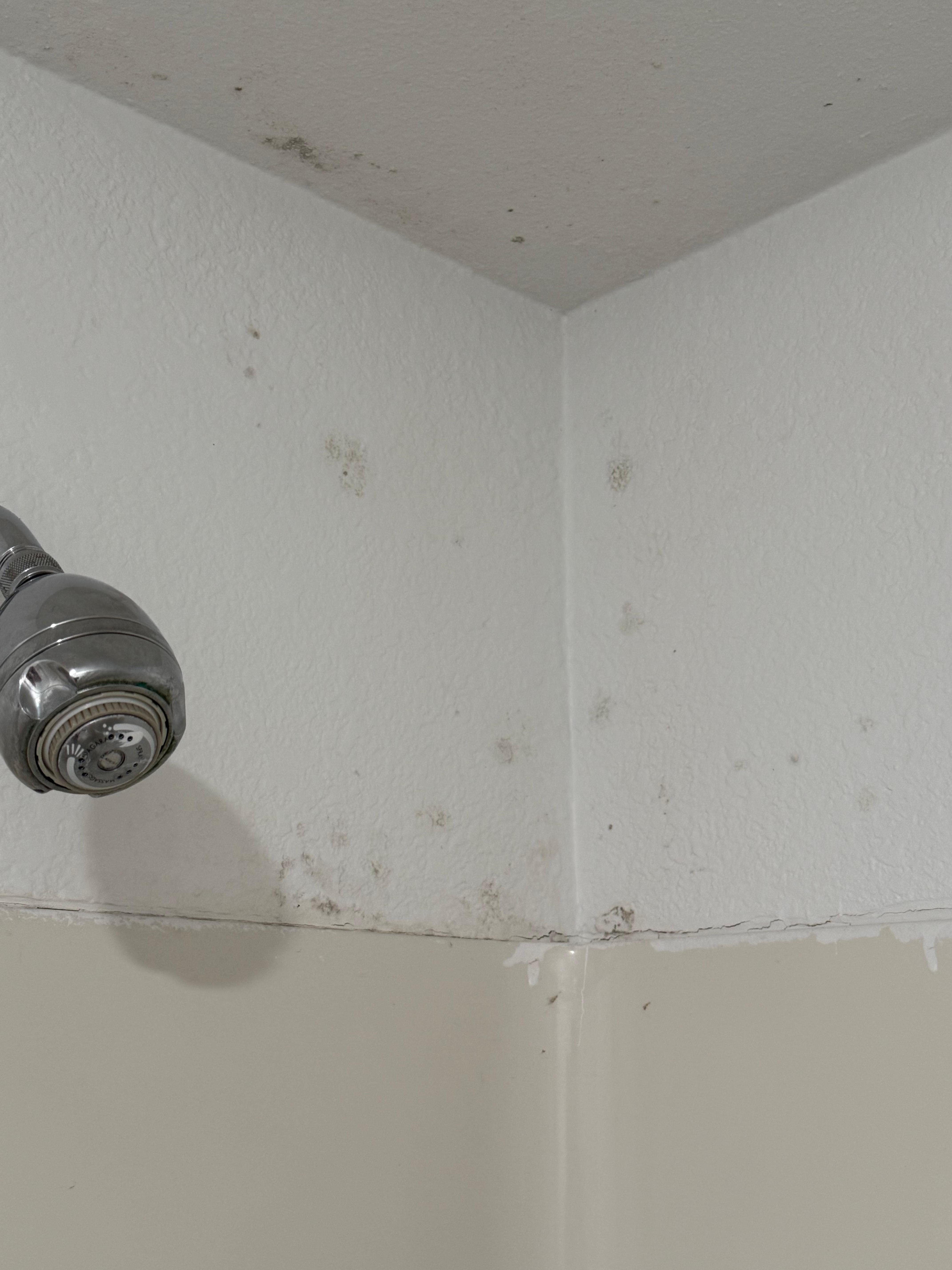 Mold in shower