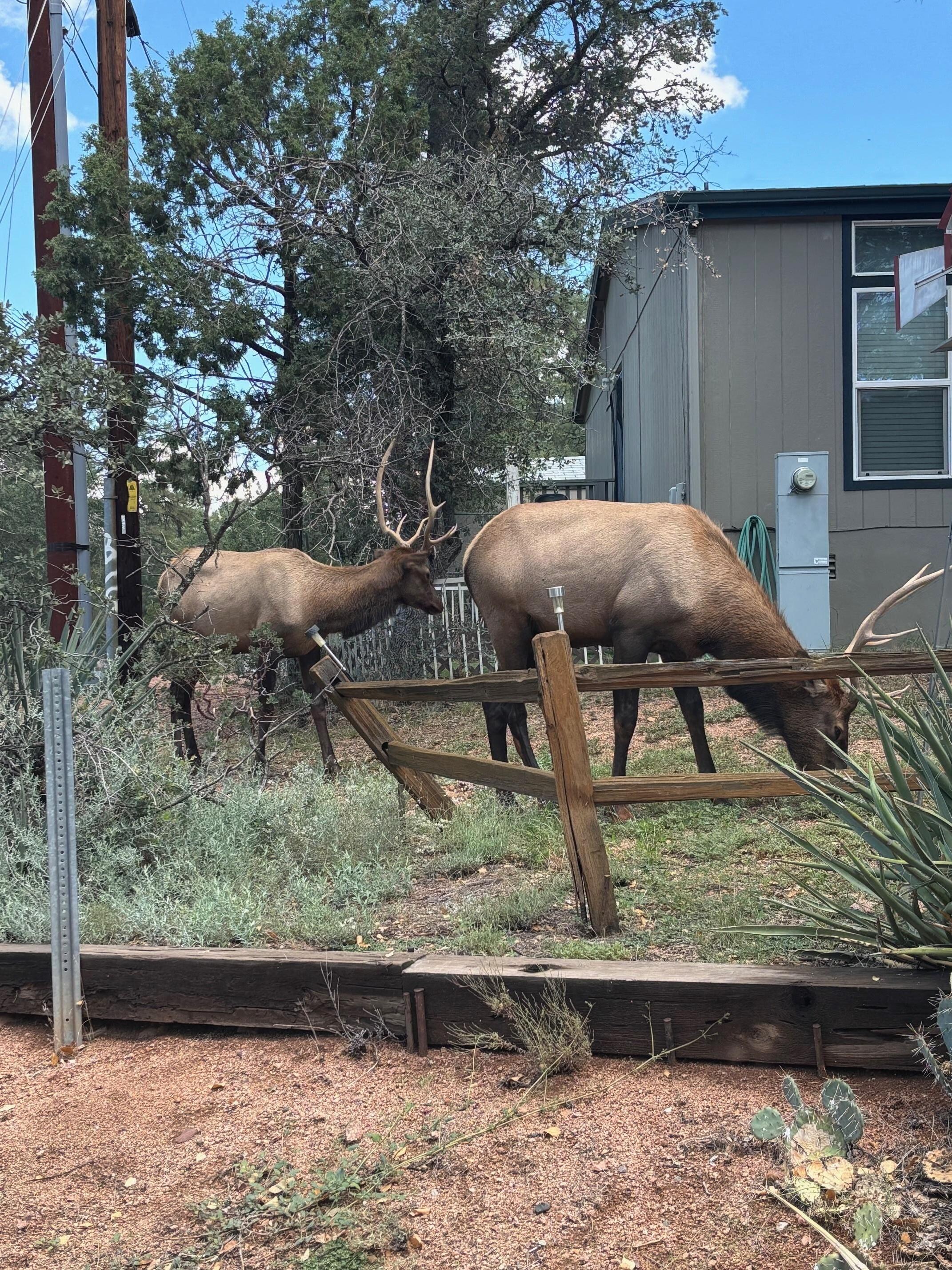 Elk in the neighborhood.  We saw them a few days in a row. 