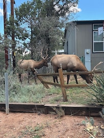 Elk in the neighborhood. We saw them a few days in a row.