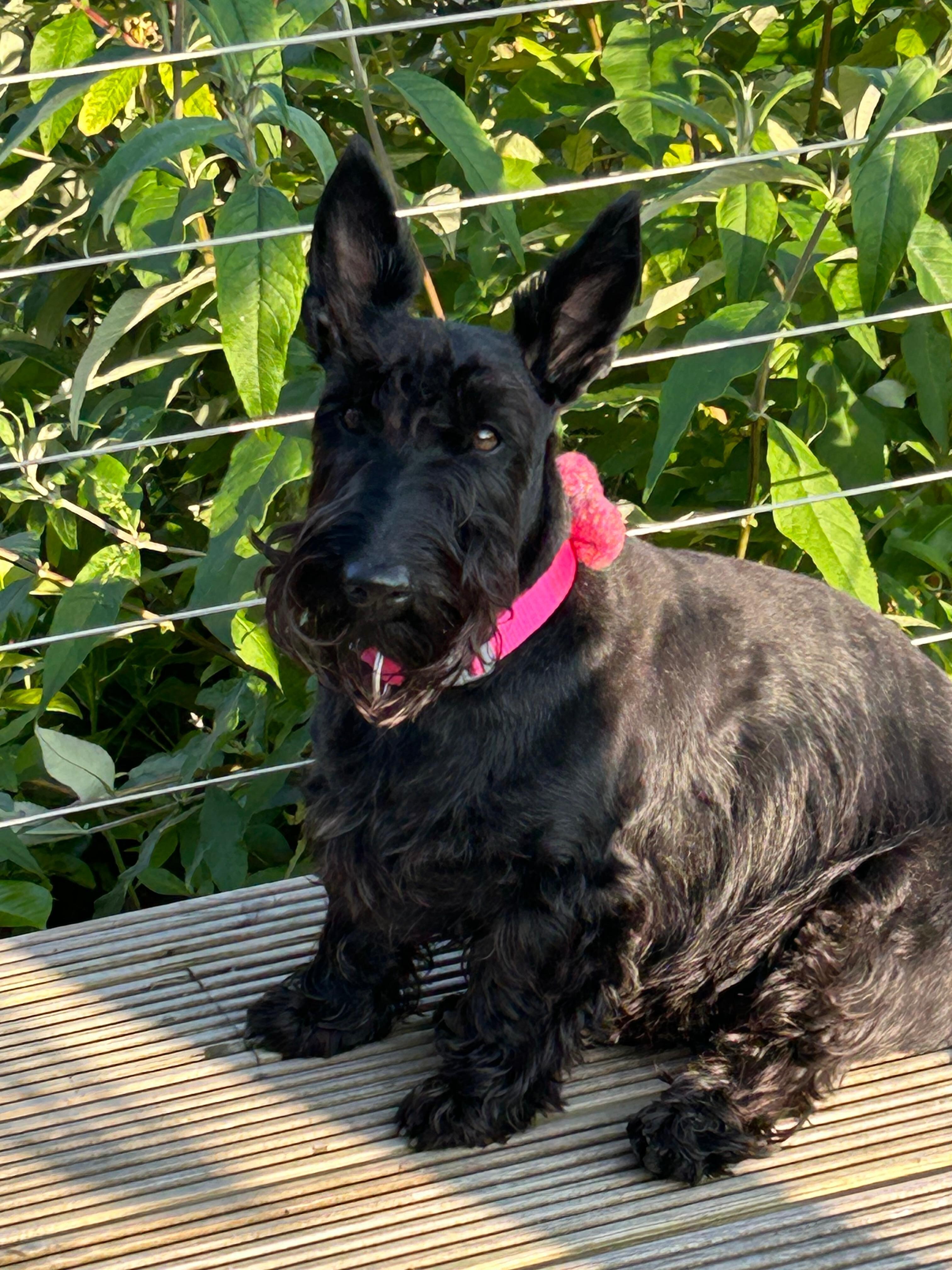 Hazel on the veranda