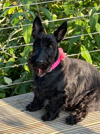 Hazel on the veranda