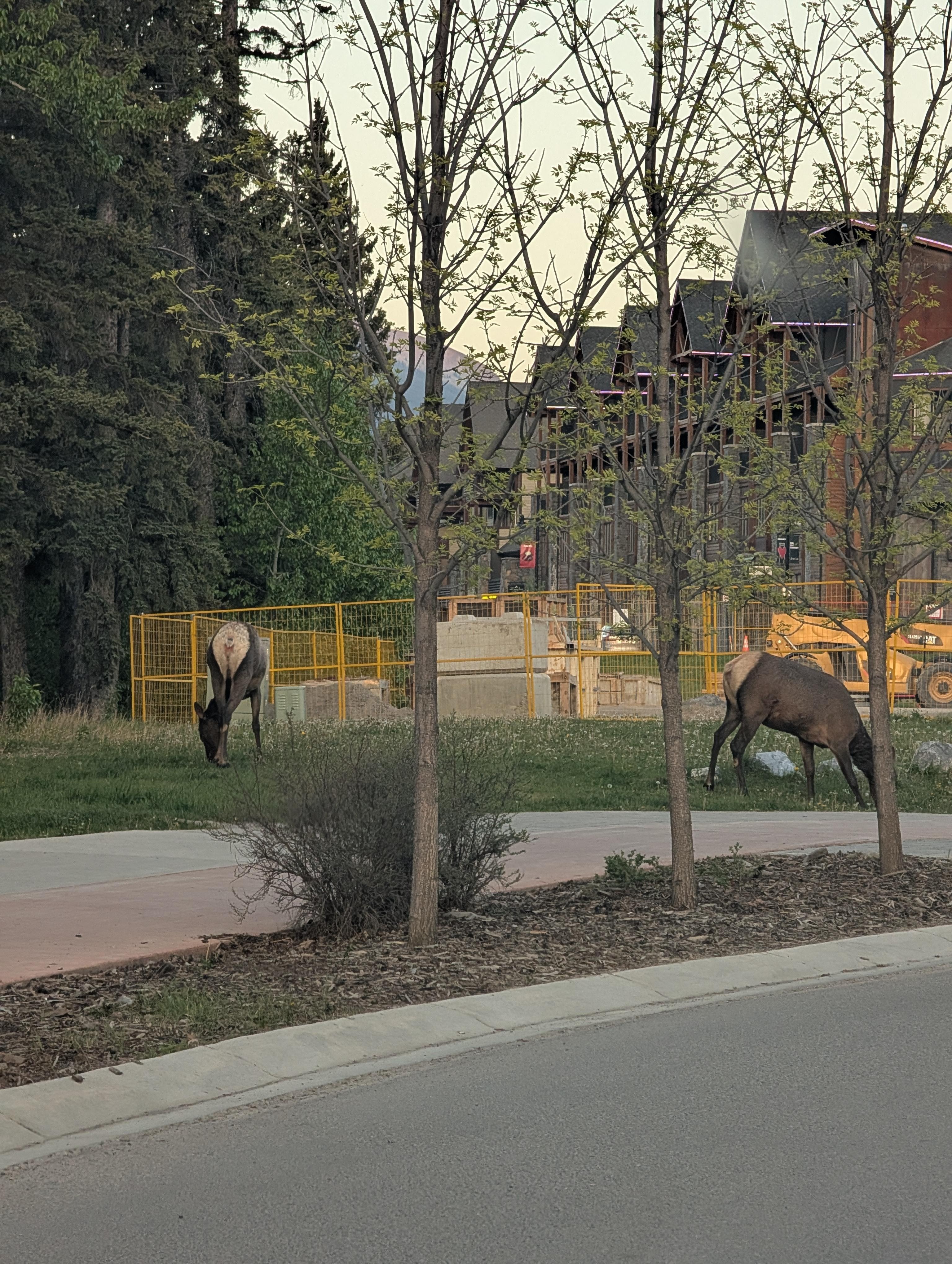Elk grazing near the condo building 