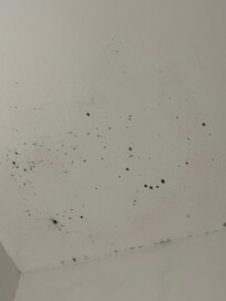 So much mold