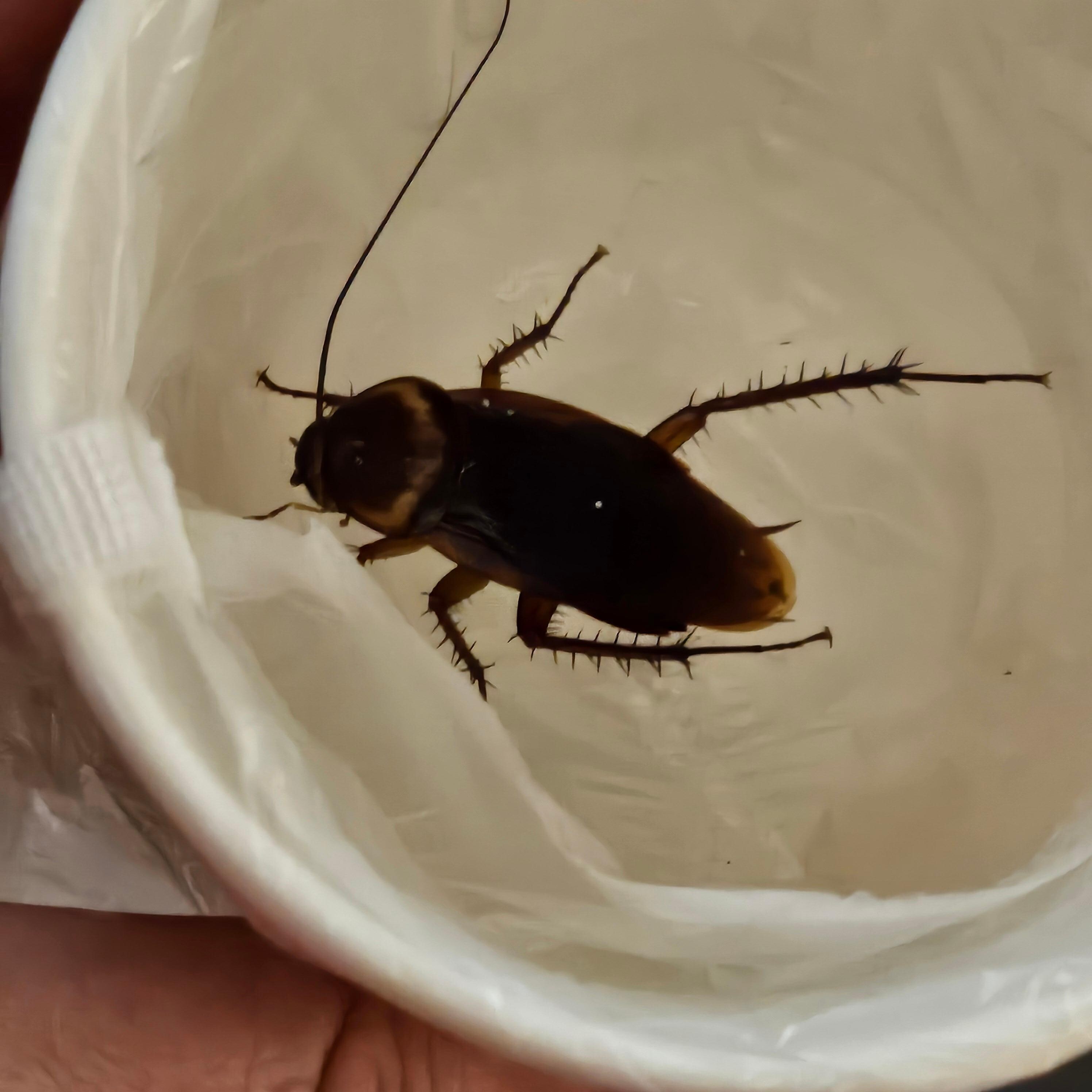 Cockroach found in the room