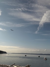 Watching the gorgeous eagles