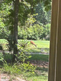 The morning view from the backyard of our rental cottage.