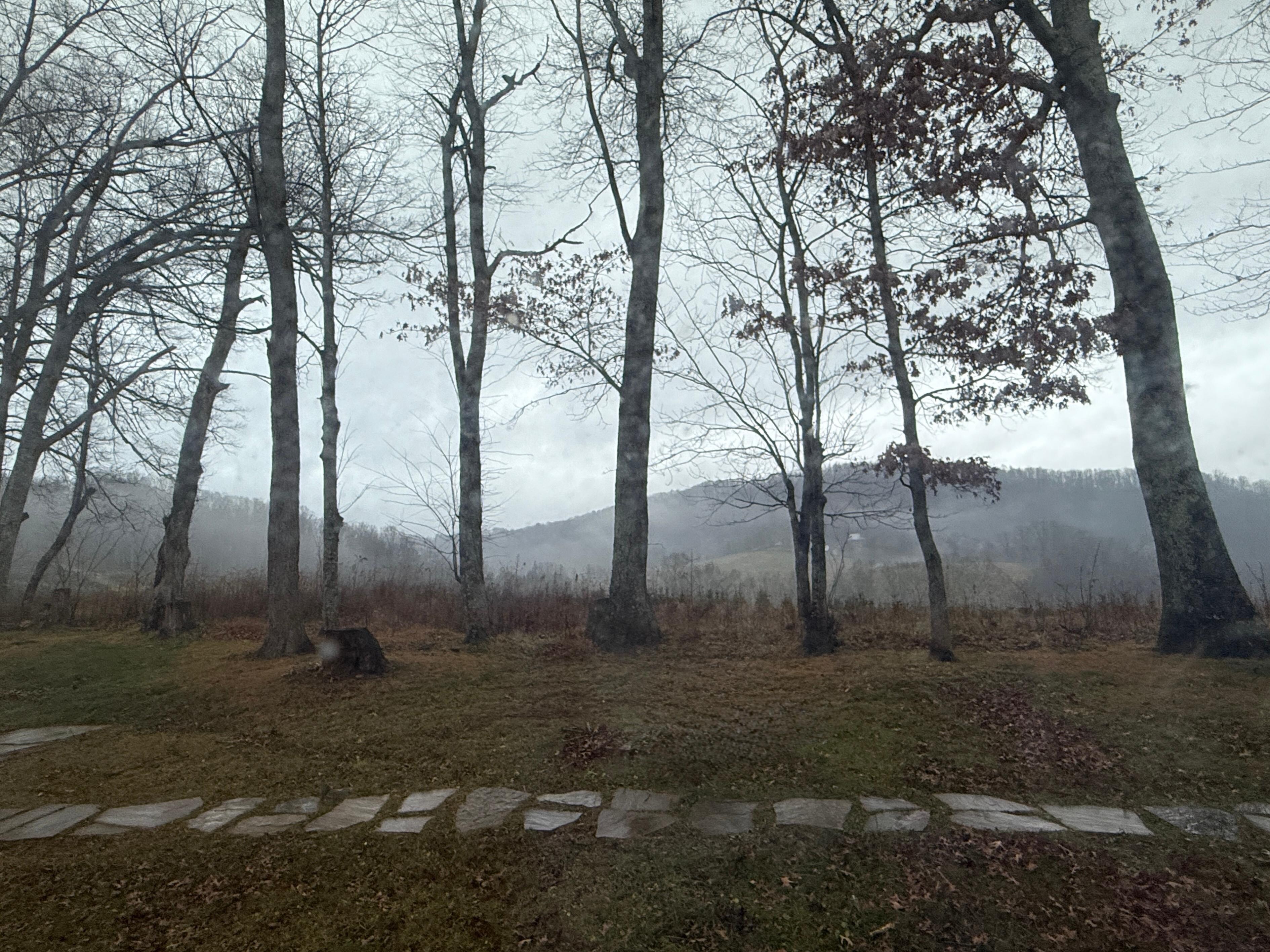 Backyard with Christmas tree farm in background on a rainy morning. 