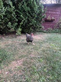 Chickens