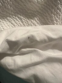 Bed bug on the bed