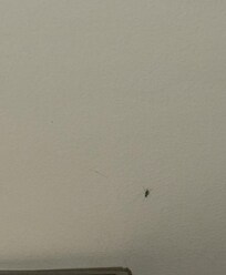 BUGS ON WALLS, THE PICTURE CANT PICK UP ON THE TINY BUGS BUT THIS IS ZOOMED IN