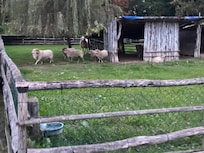Sheep!