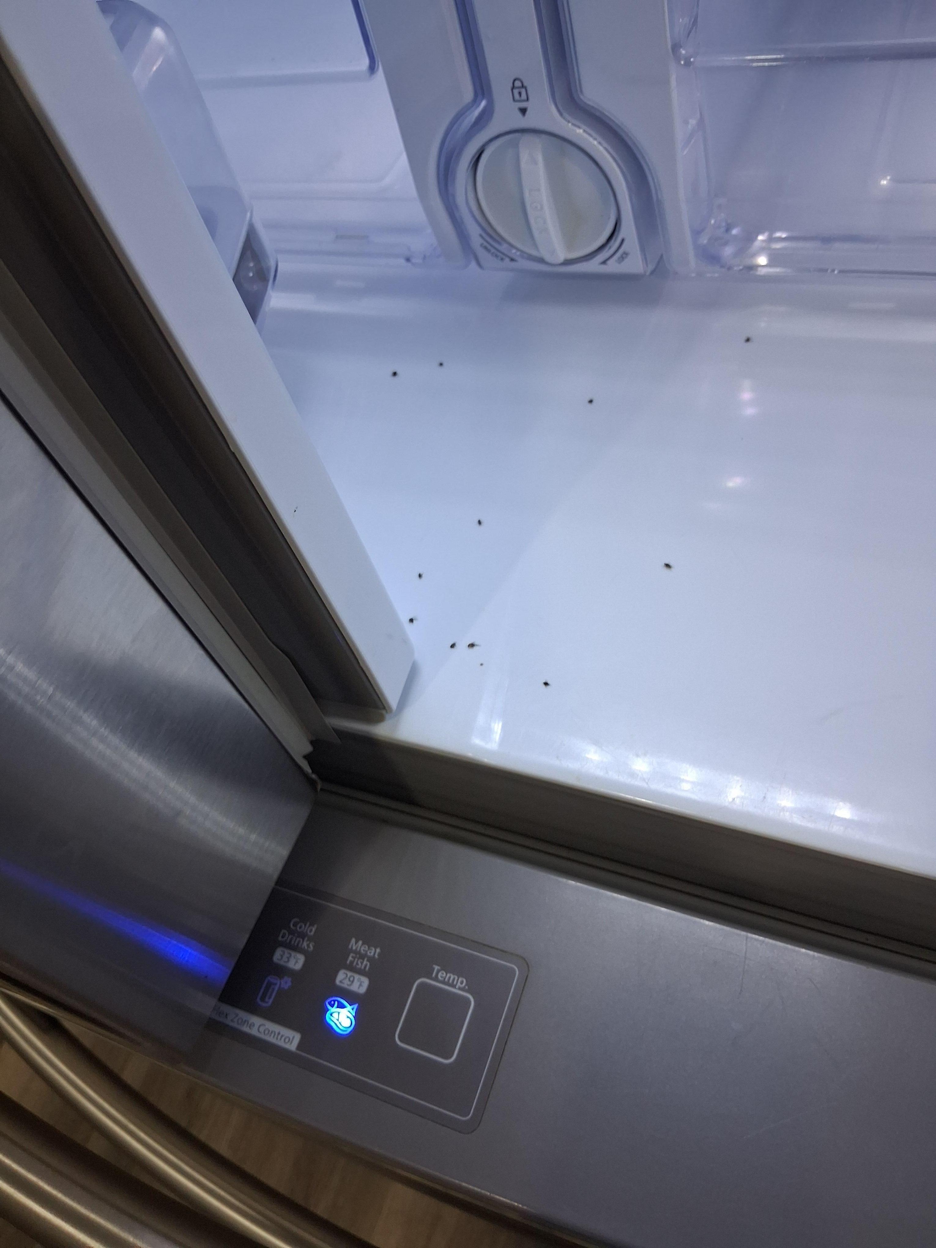 Gnats even in fridge