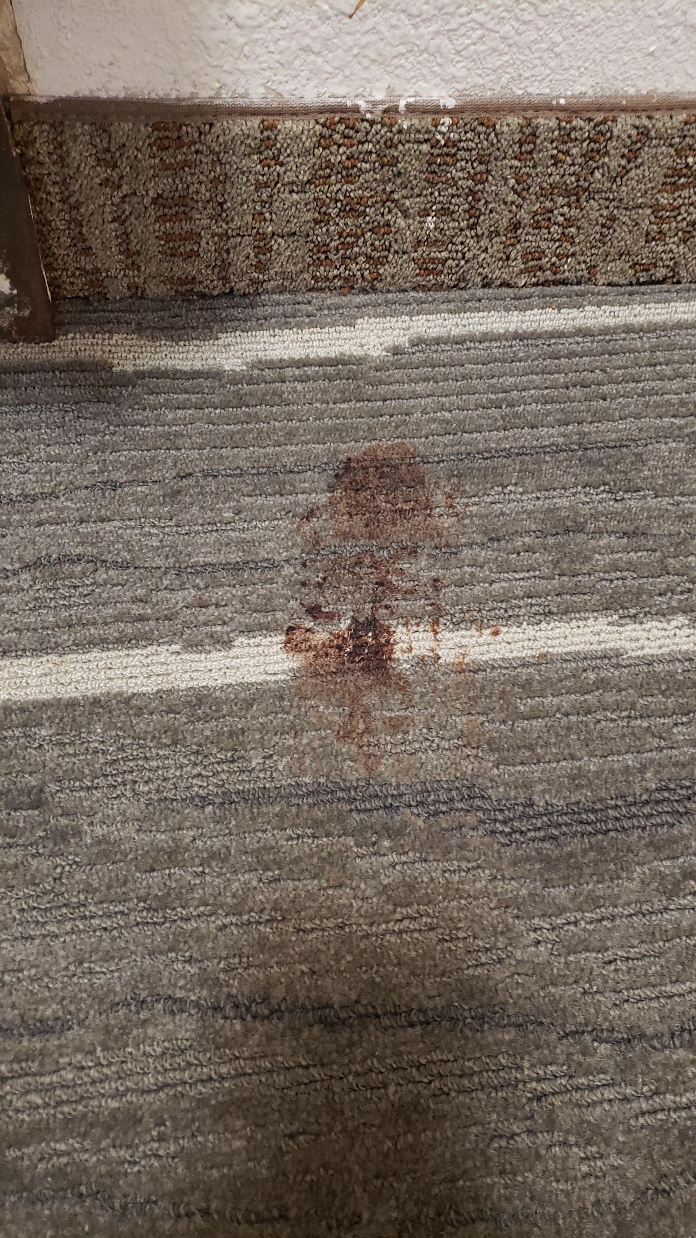 Blood stain on rug