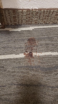 Blood stain on rug