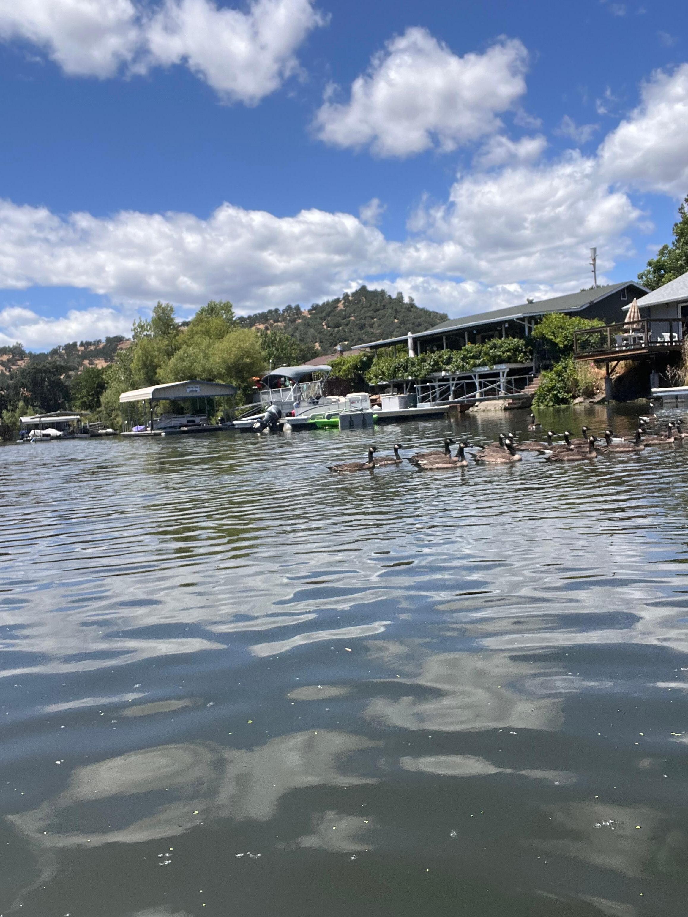A lot of ducks and Geese’s abound. Unfortunately, they sleep on decks and leave presents behind.