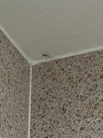 Spider in the corner