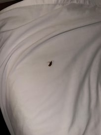 This is one of the dead COCKROACHES that was crawling in my BED!!