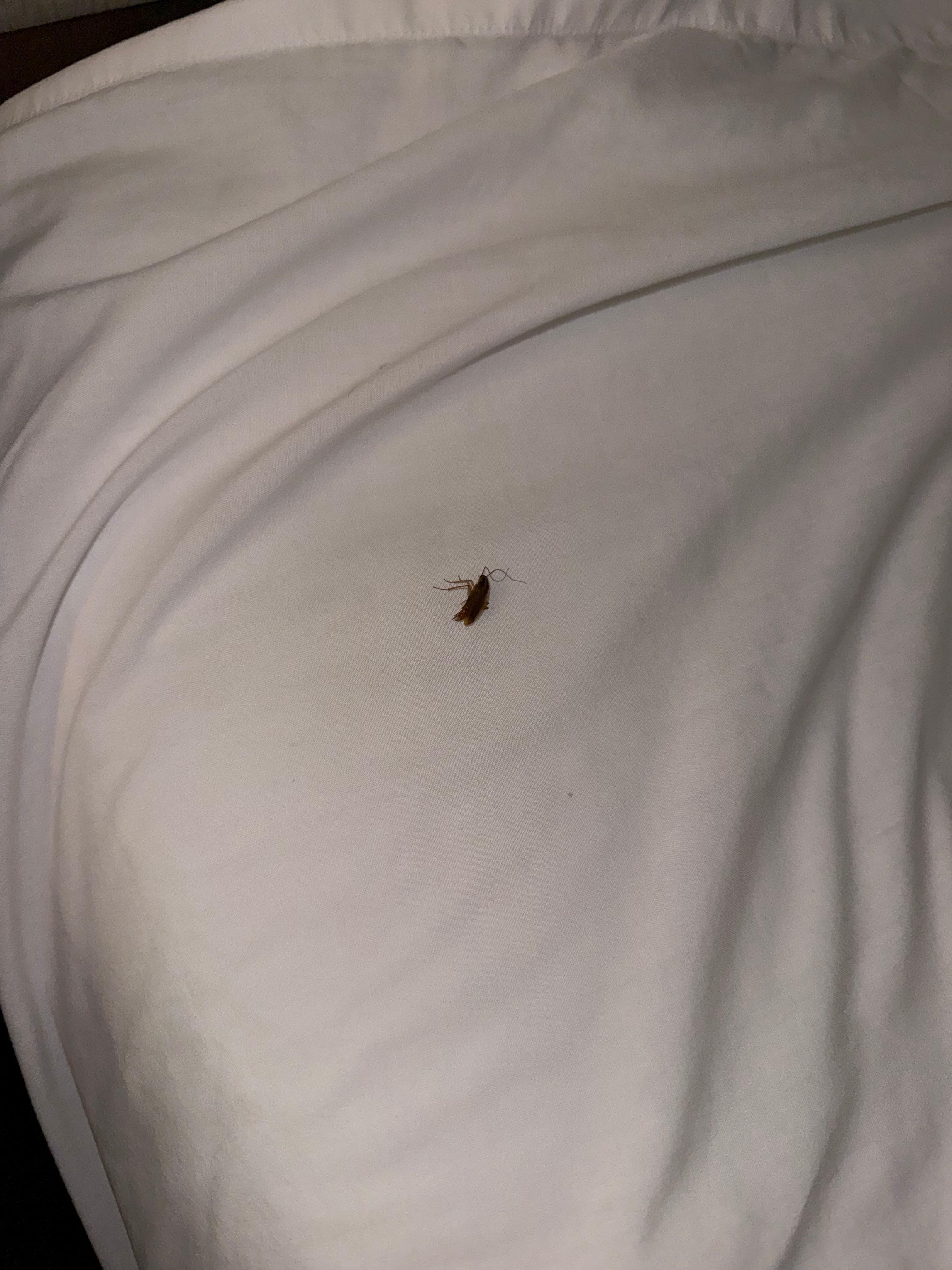 This is one of the dead COCKROACHES that was crawling in my BED!!
