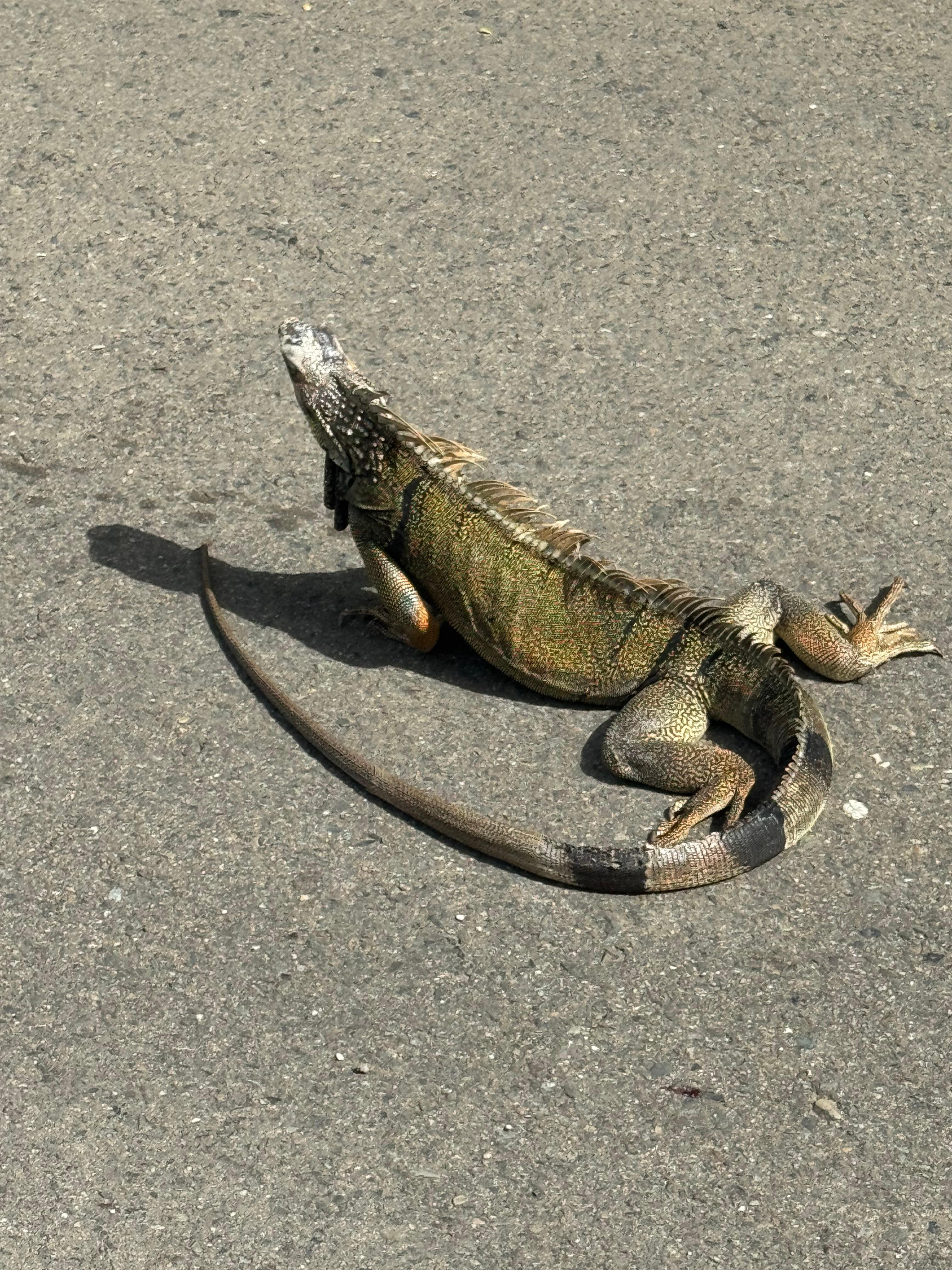 Iguana warming itself on the road leading to the hotel parking lot. 