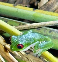 Red-eyed tree frog
