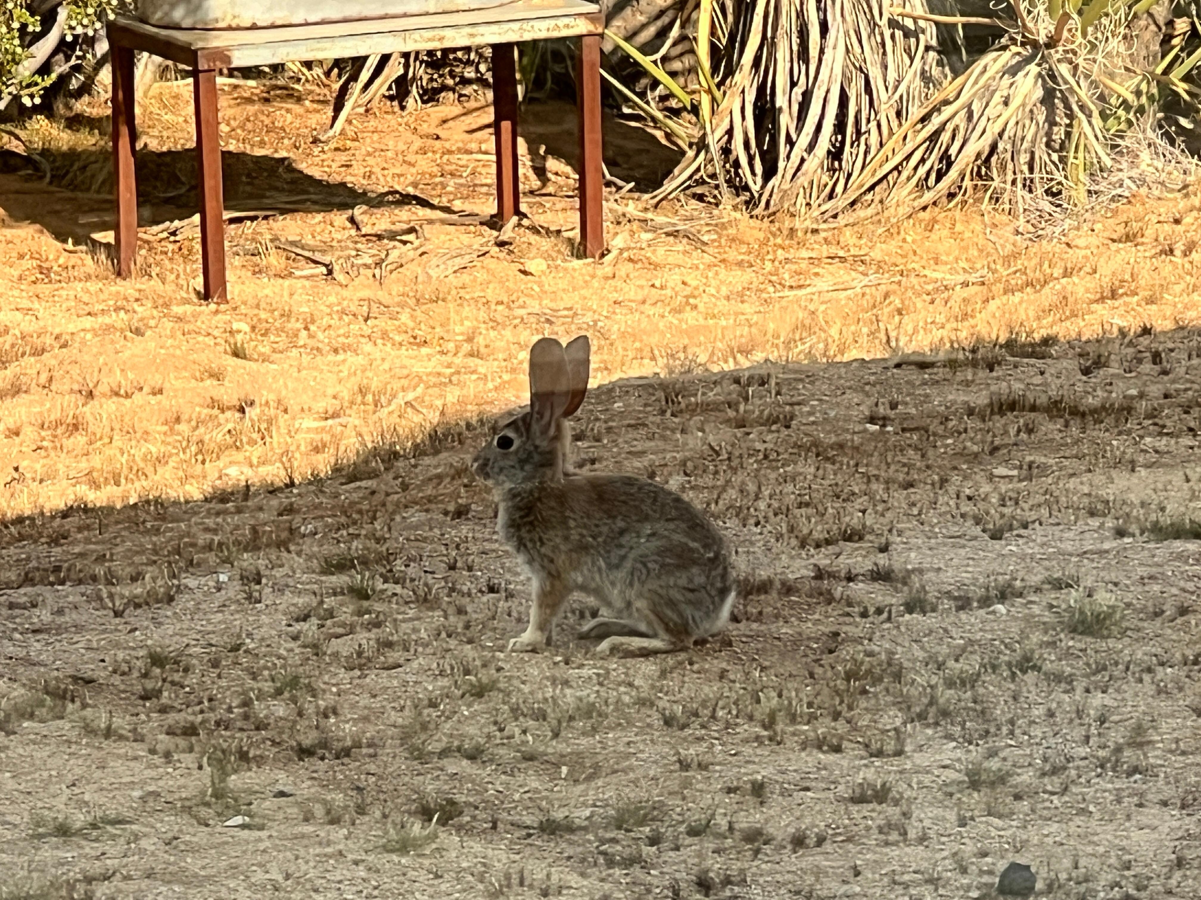 Wildlife every day