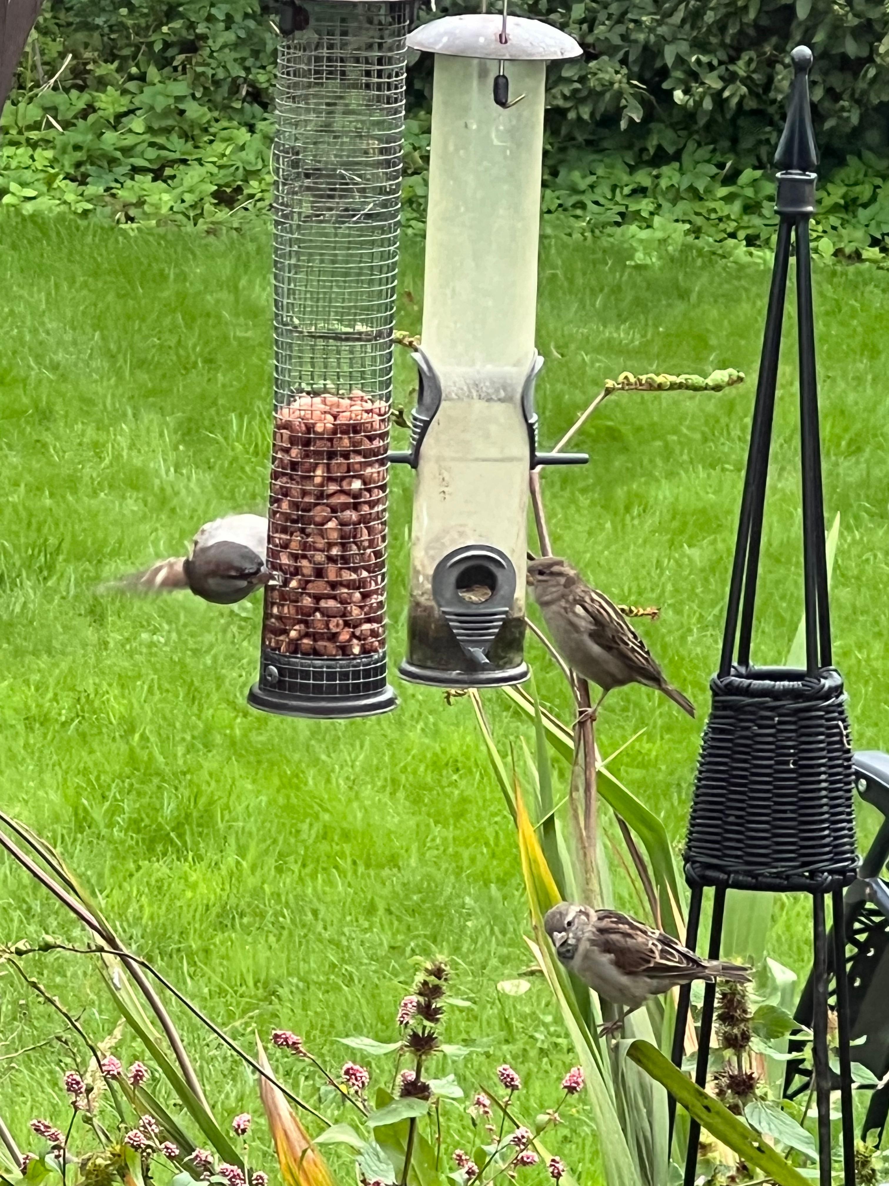 Birdwatching from the sunroom. 