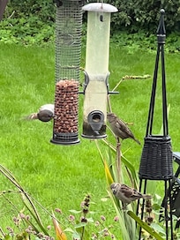 Birdwatching from the sunroom.