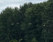 Sandhill cranes
