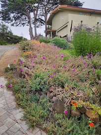 Front yard going up driveway looking away from house