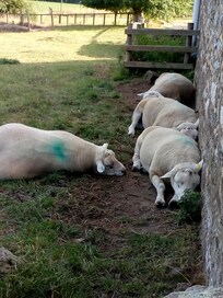 Sheep beside the Carthouse. There are 4 tups (male sheep) that mostly eat and snore when sleeping but it's very sweet.