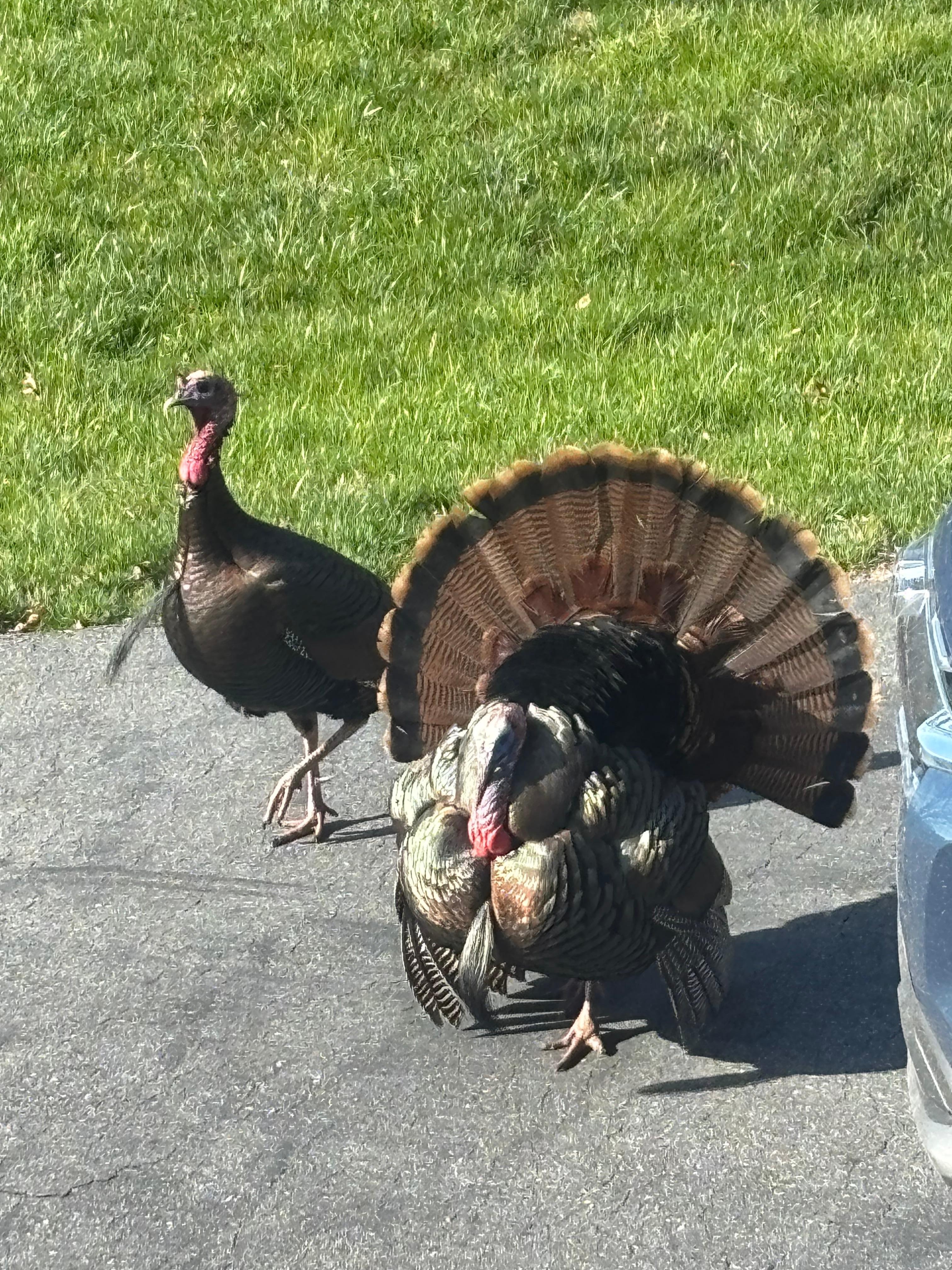 Some wildlife came to visit.