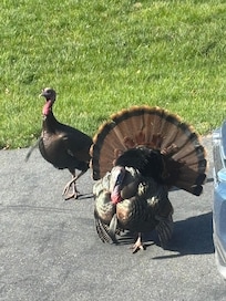 Some wildlife came to visit.