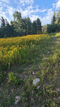 A trail right of the road from the cabin.