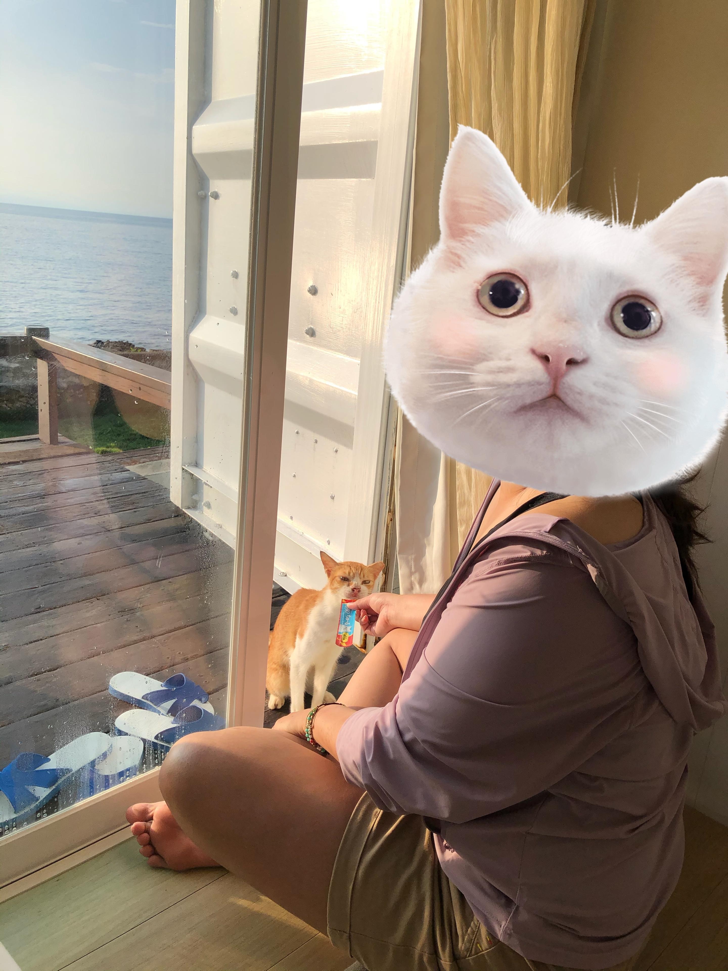 貓咪 好可愛，老闆很有愛心💗餵養這些貓貓