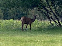 Herd of Elk in neighborhood