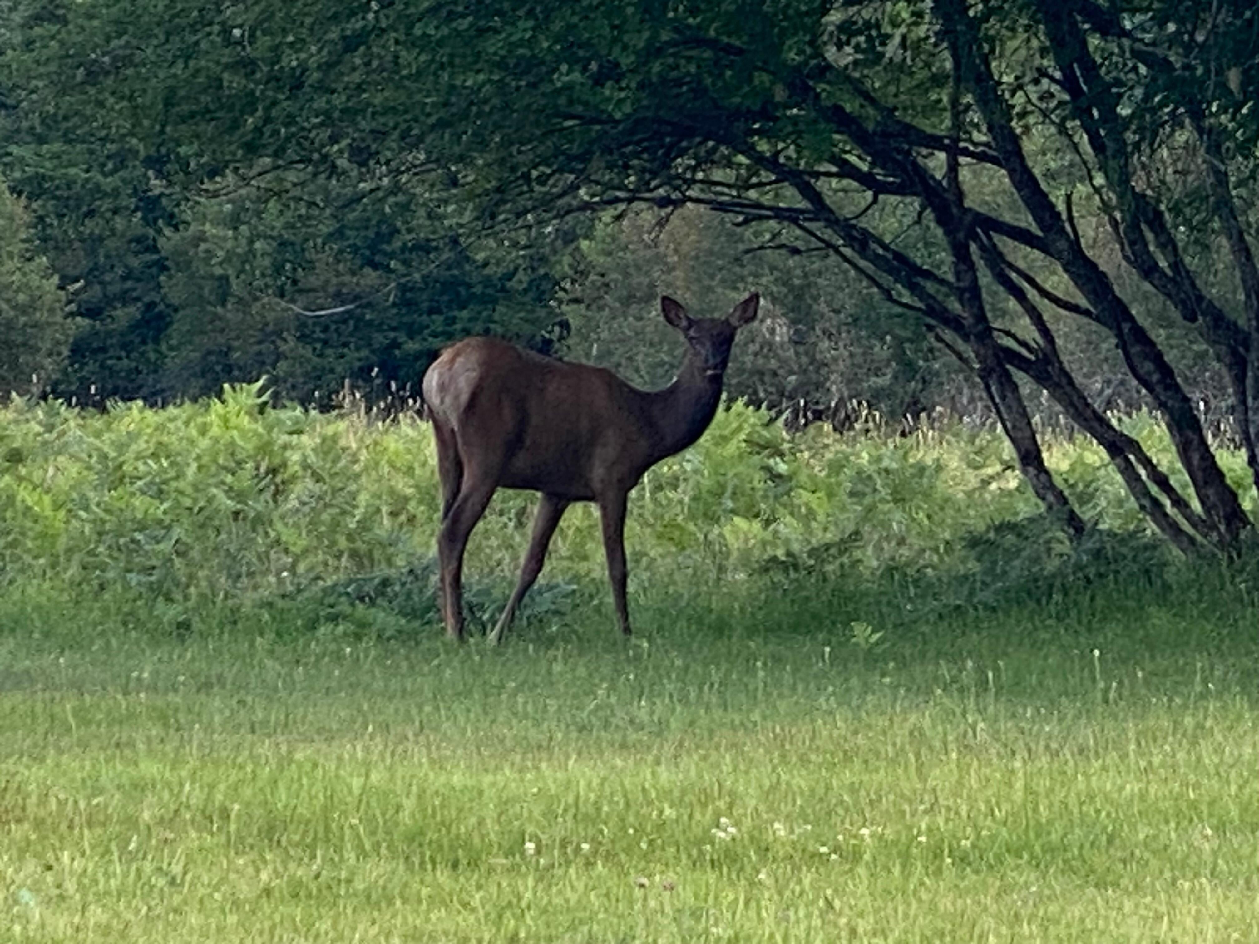 Herd of Elk in neighborhood 