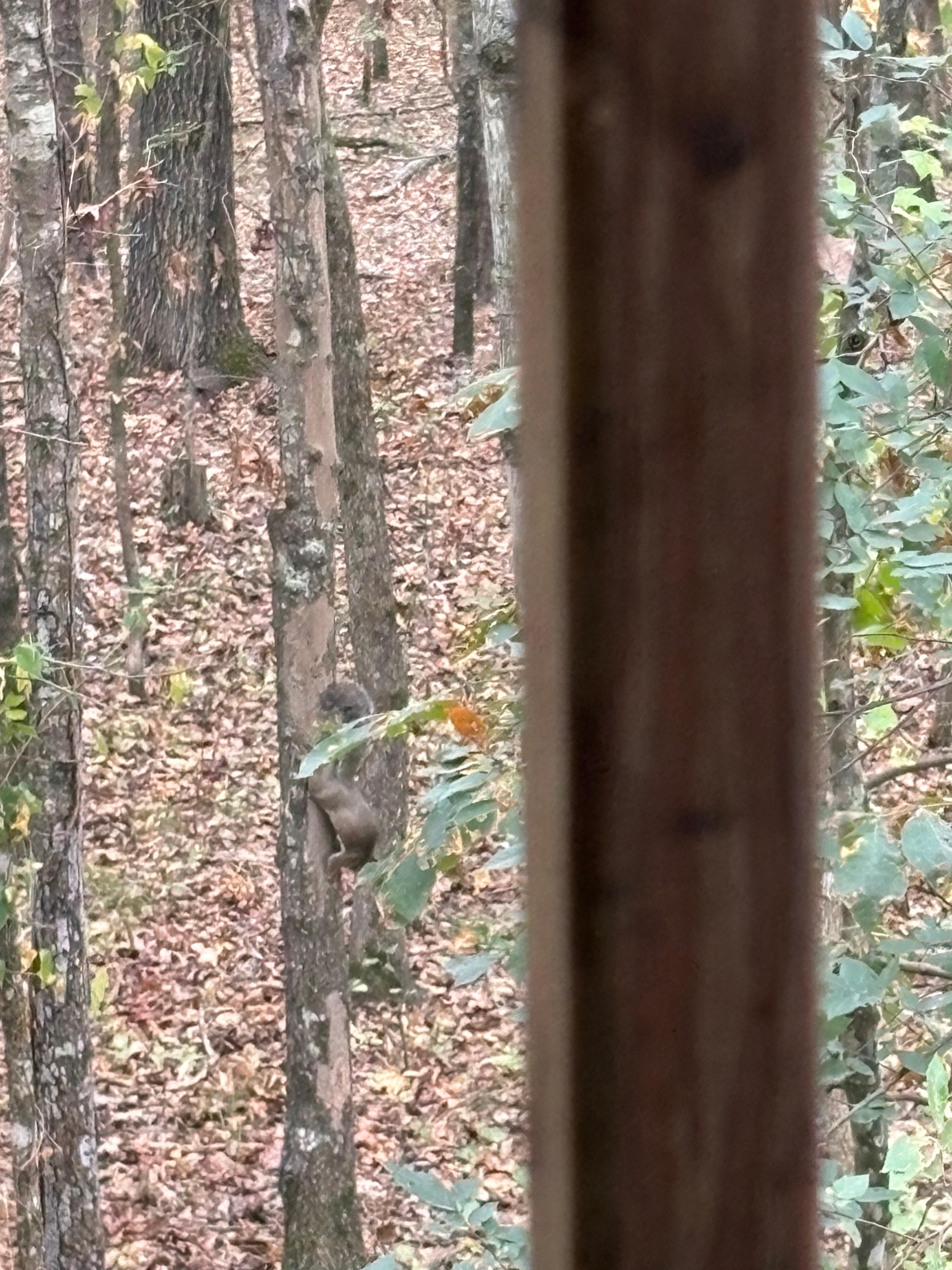 Woods in back of cabin